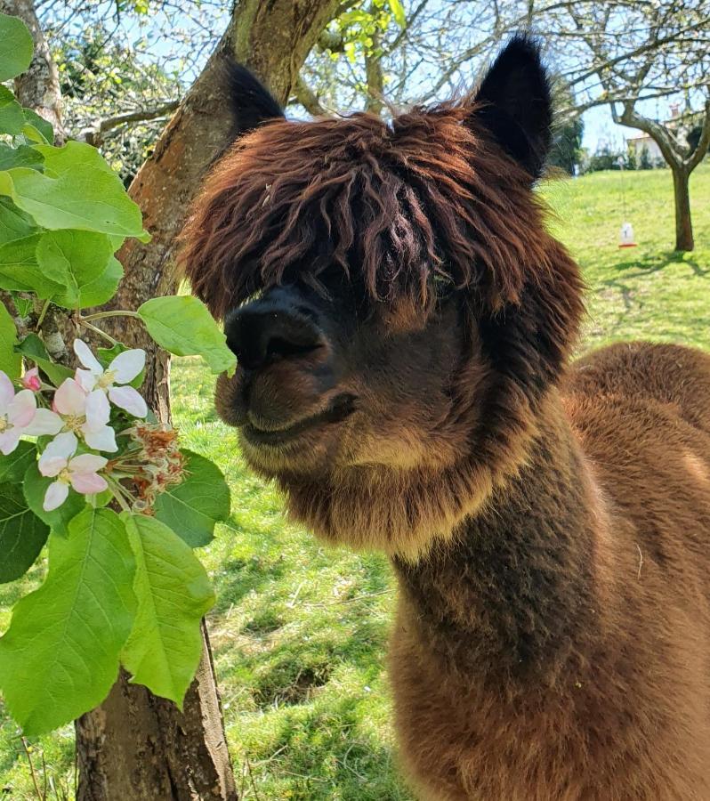 Hotel 3 Alpacas La Campa Екстериор снимка