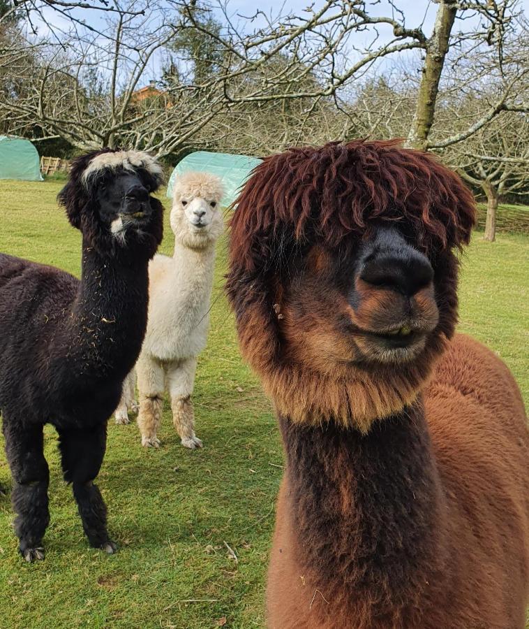 Hotel 3 Alpacas La Campa Екстериор снимка