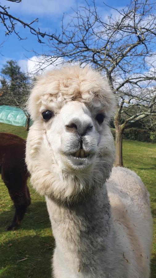 Hotel 3 Alpacas La Campa Екстериор снимка
