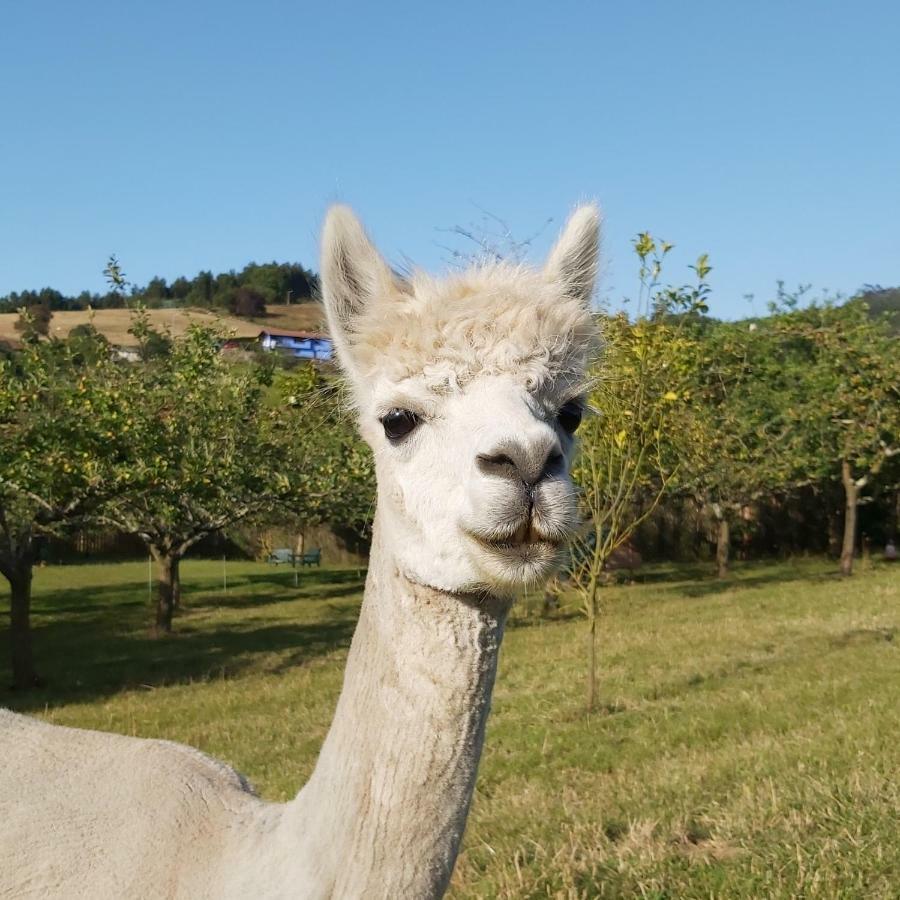 Hotel 3 Alpacas La Campa Екстериор снимка